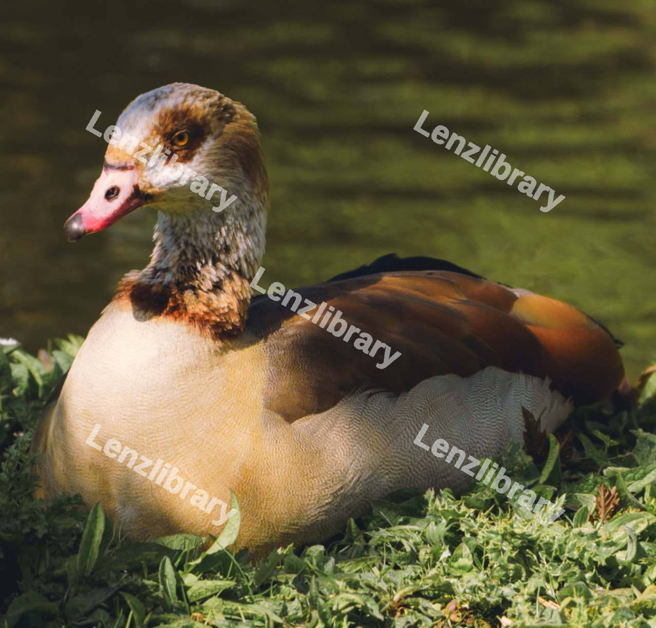 Egyptian Goose